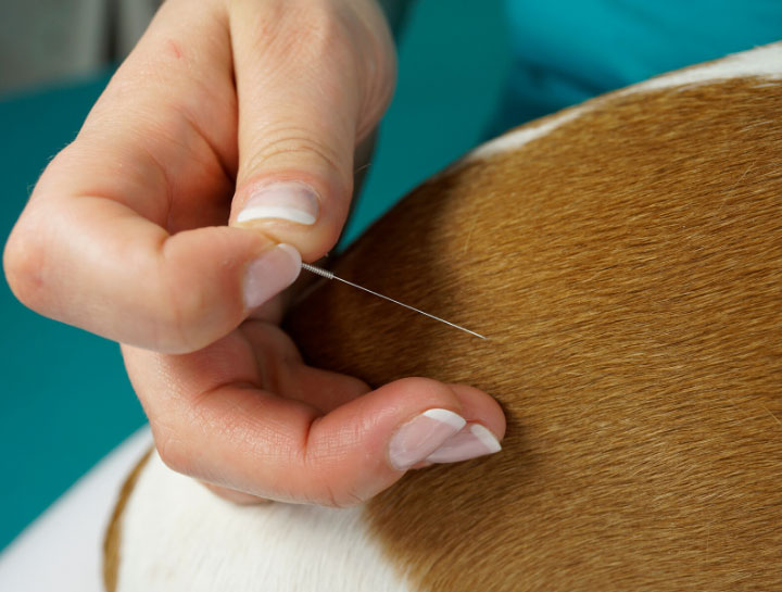 Acupuncture for Pets in Fort Lauderdale