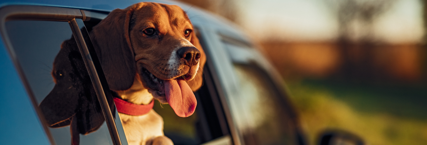 veterinarians Fort Lauderdale