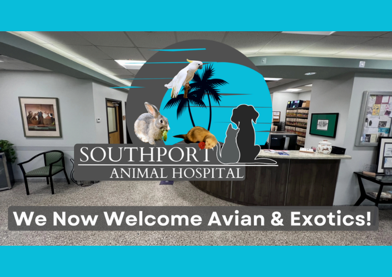 Carousel Slide 1: Our Veterinarians now welcome Exotic animals!